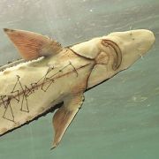 Fish Sturgeon